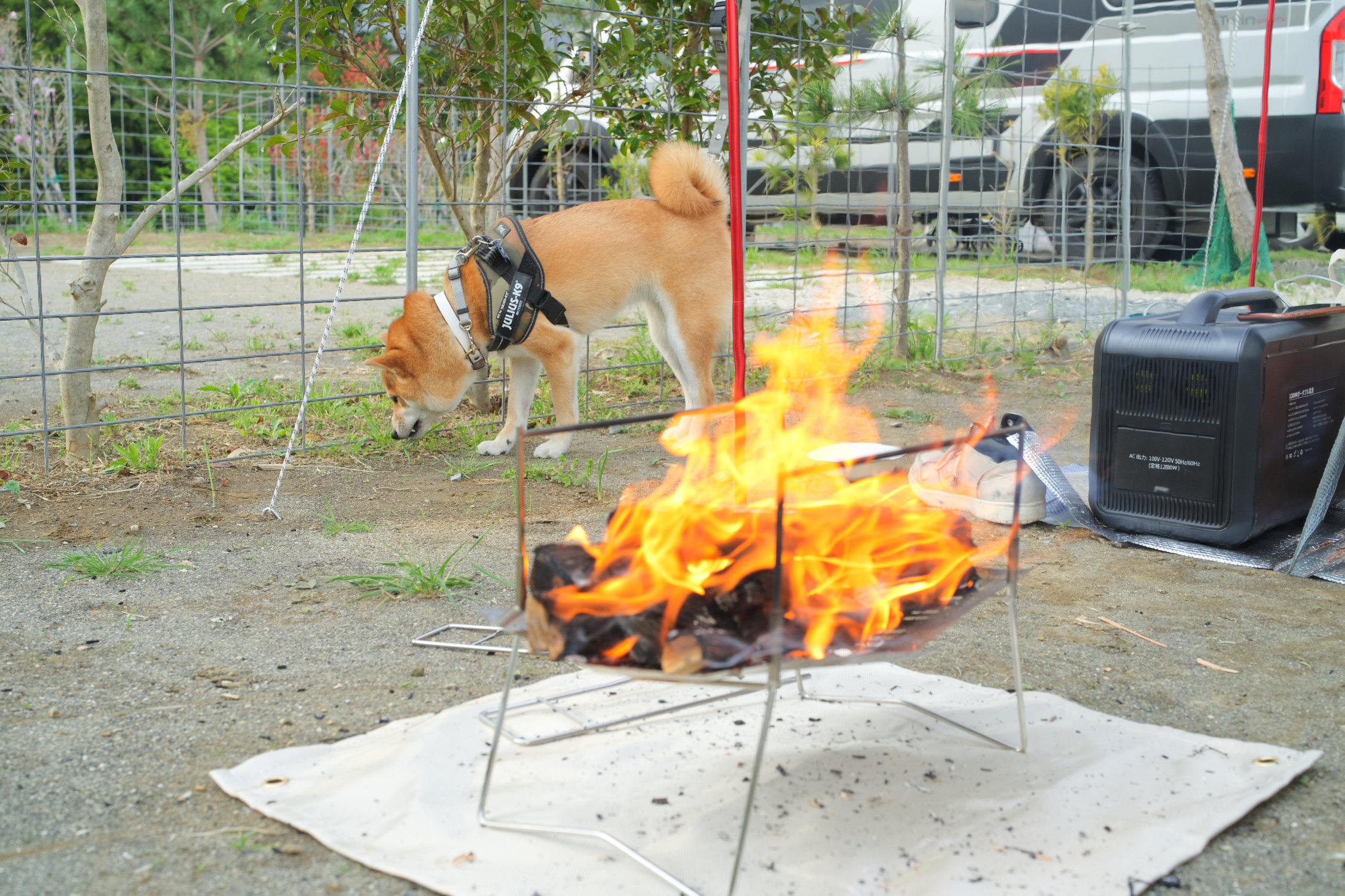 草を食べる柴犬まこさんと焚き火