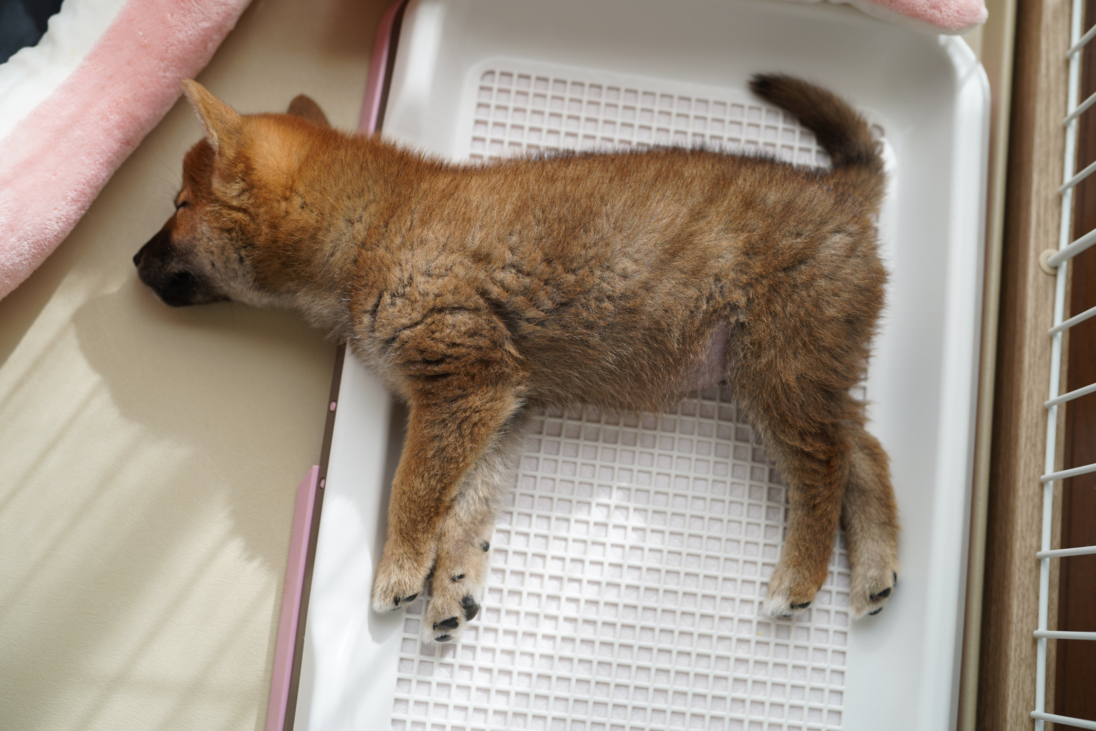トイレトレーで寝る幼い柴犬